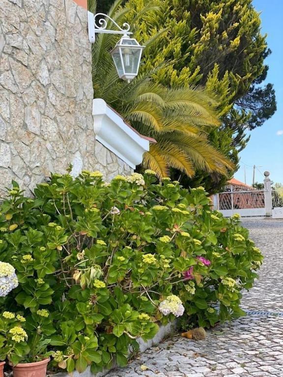 Quinta Do Alto Dos Pinheiros Villa Sao Joao da Ribeira Bagian luar foto